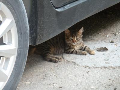 Прикрепленное изображение: P1070527.jpg